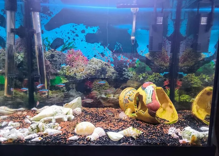 Maison De Maitre * Argelès-Gazost